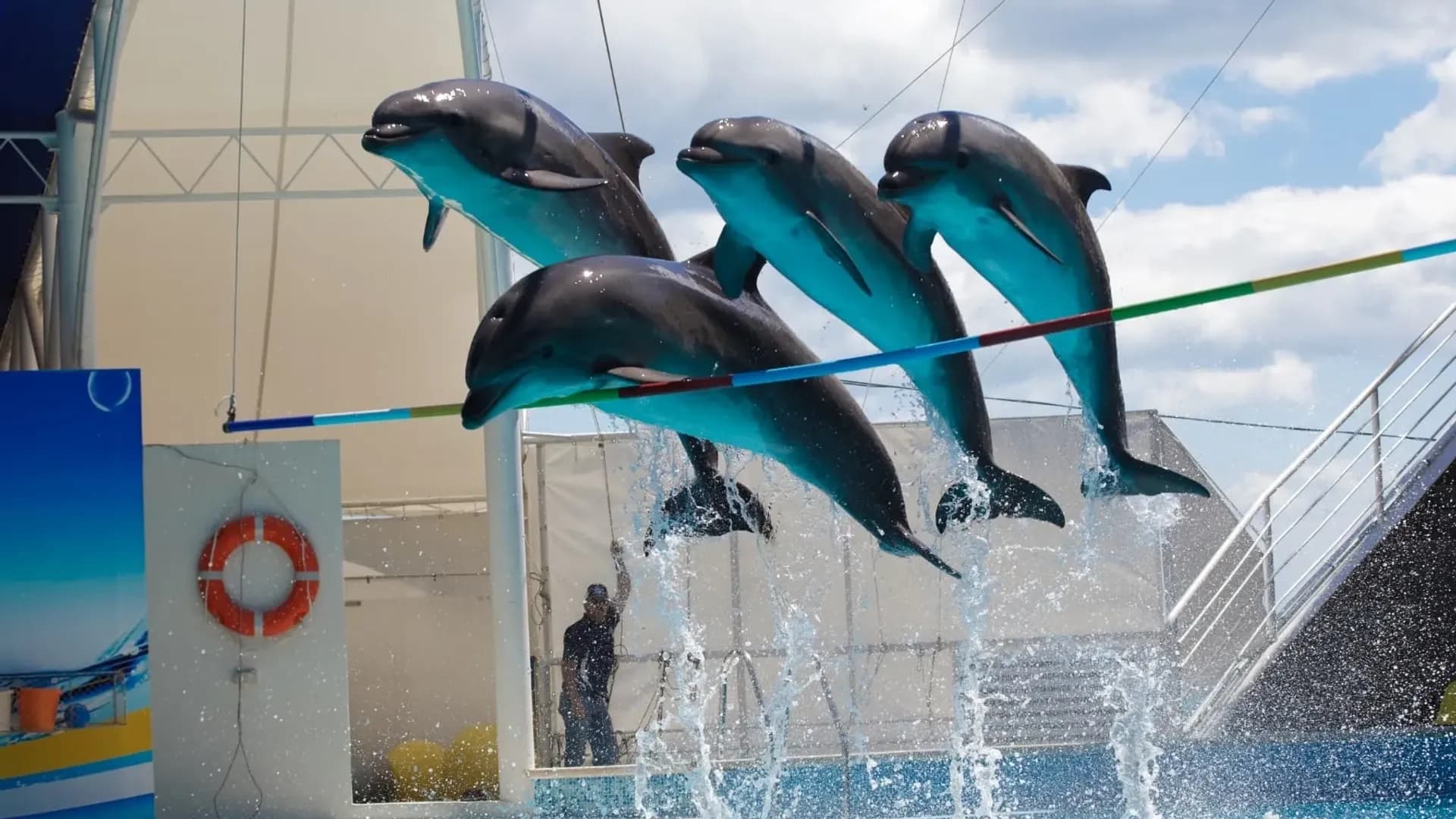 Four dolphins jumping above a pool