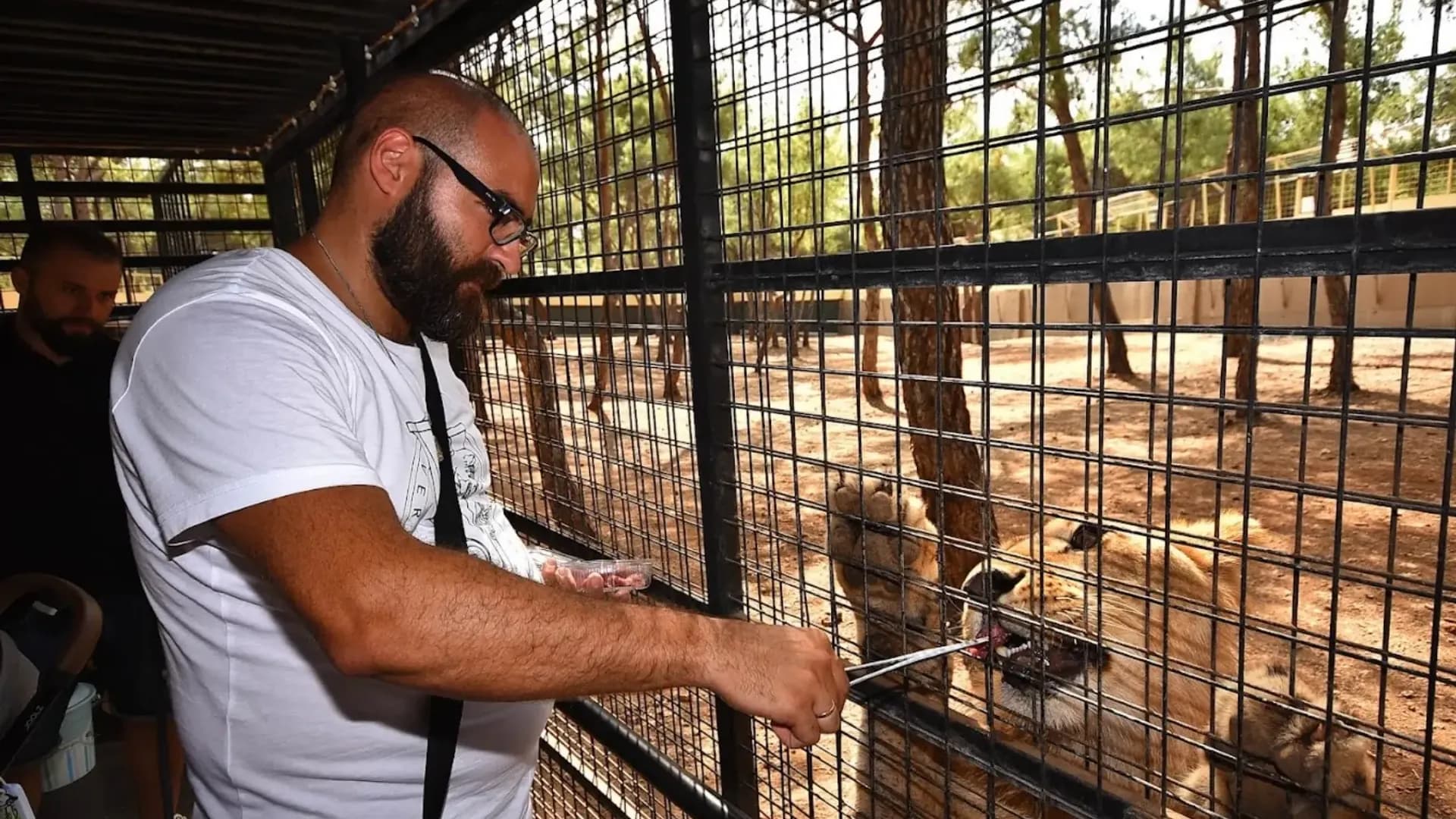 زائر بجانب حظيرة الأسد