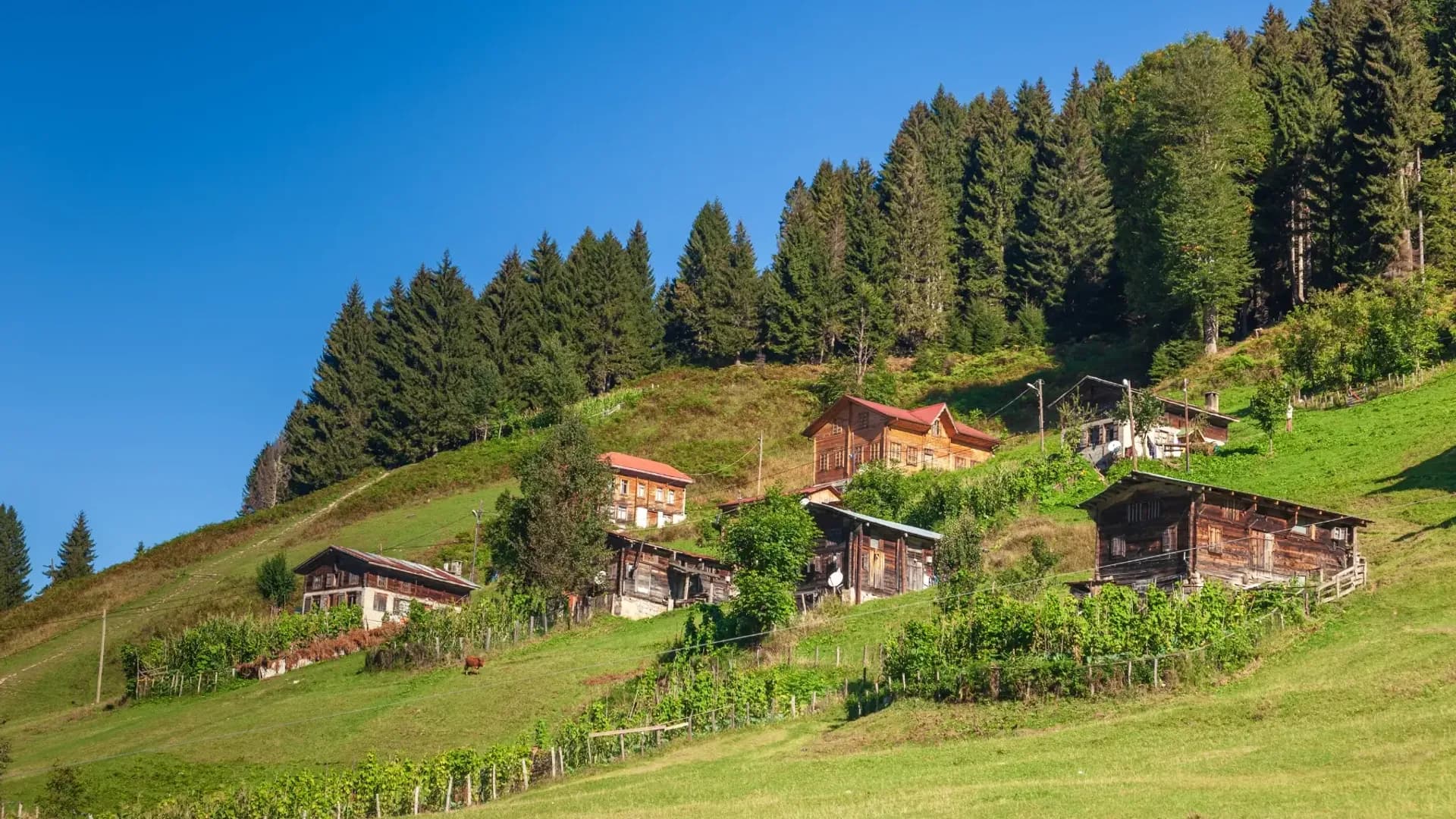 Wooden houses on a green hillside