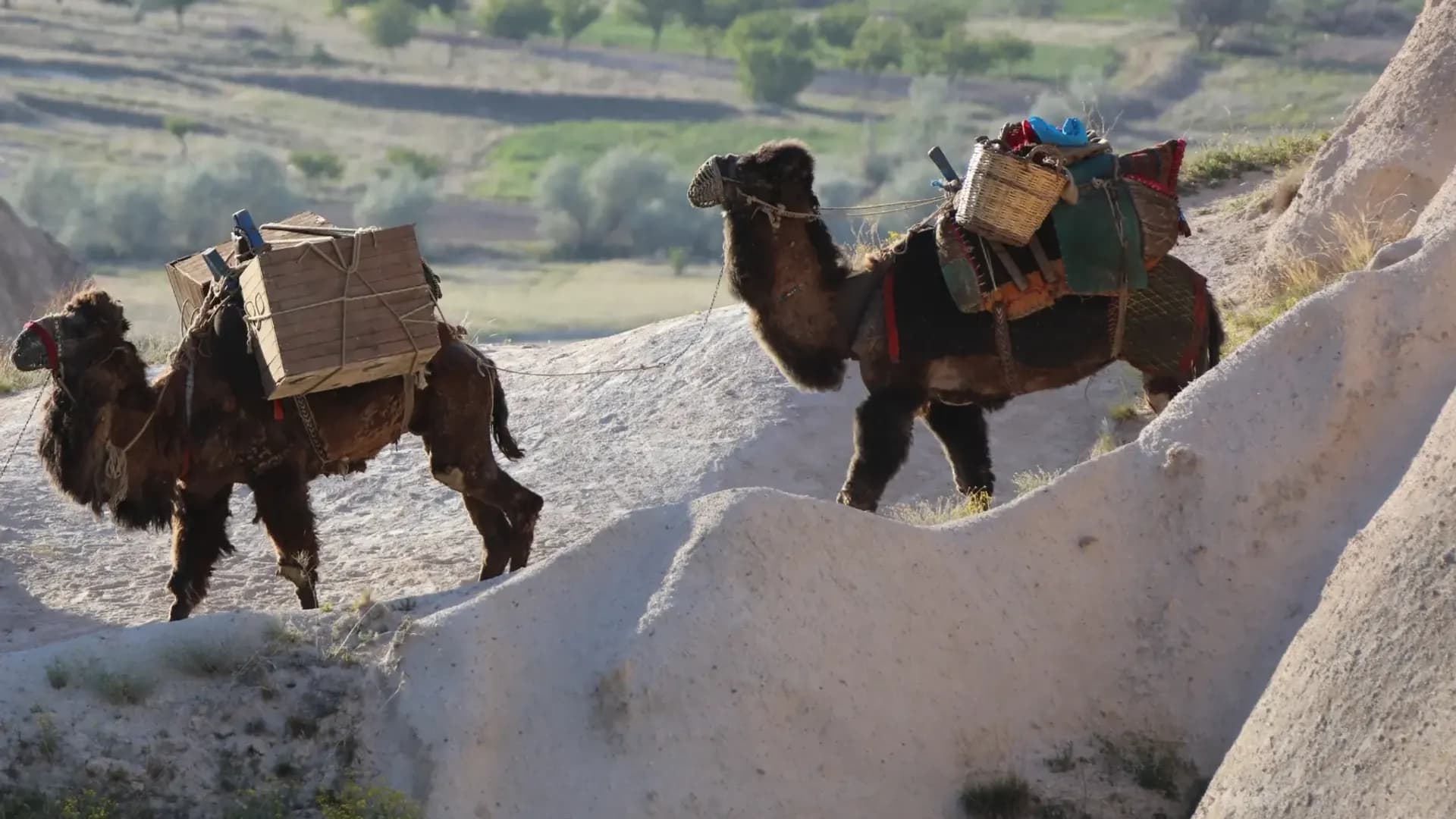 Camels walking between rock formations