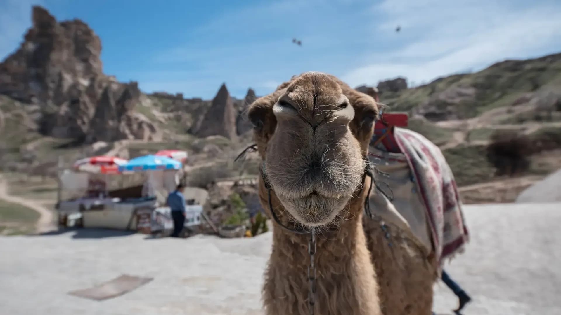Close view of a camel