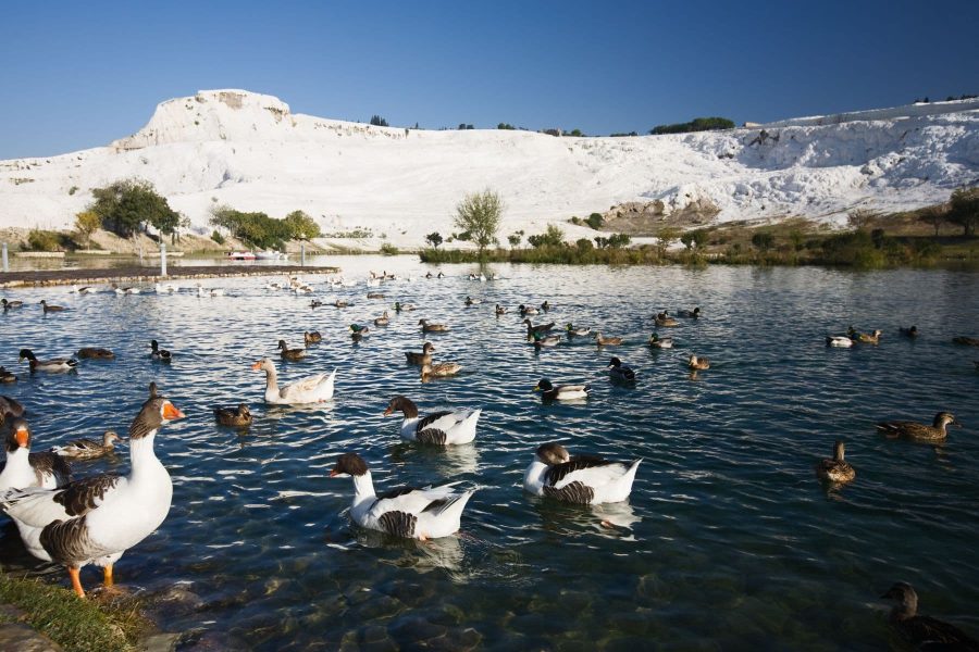 Duck Pool, Pamukkale