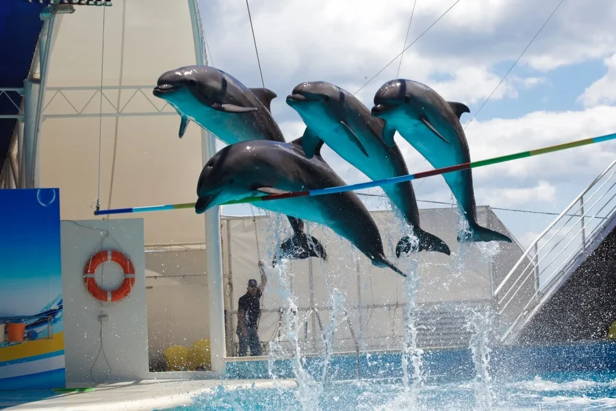 Enjoy an Unforgettable Dolphin Show in Antalya