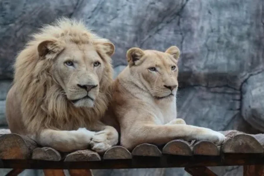 King of the Jungle – Lion Safari Tour in Antalya